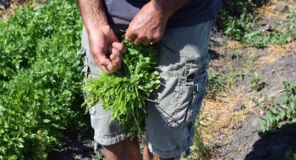 Perejil, uno de los rubros de la nueva Lista Inteligente.