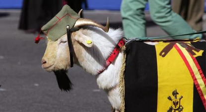 La cabra de la legión en el desfile militar.