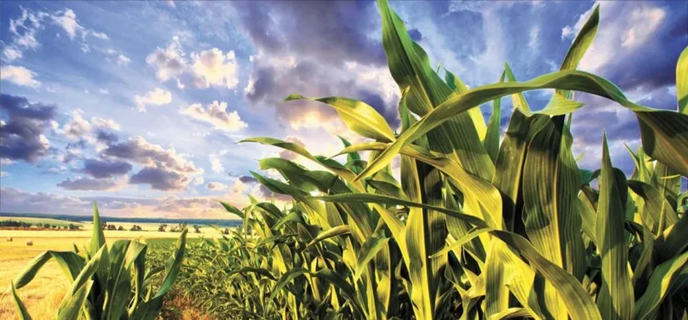 Las plantas y cultivos son uno de los campos del progreso genético