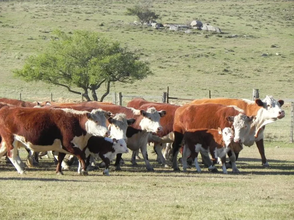 La ganadería uruguaya ante el desafío de controlar la garrapata