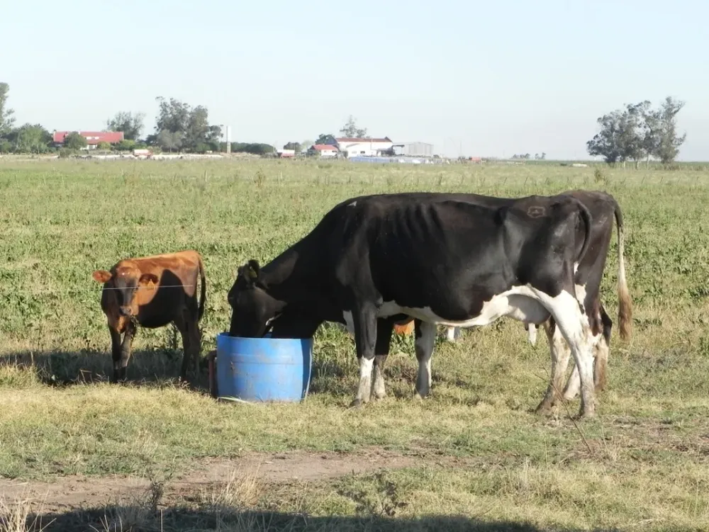 Los producotres esperan que próximamente puedan lograr un reajuste del precio de la leche