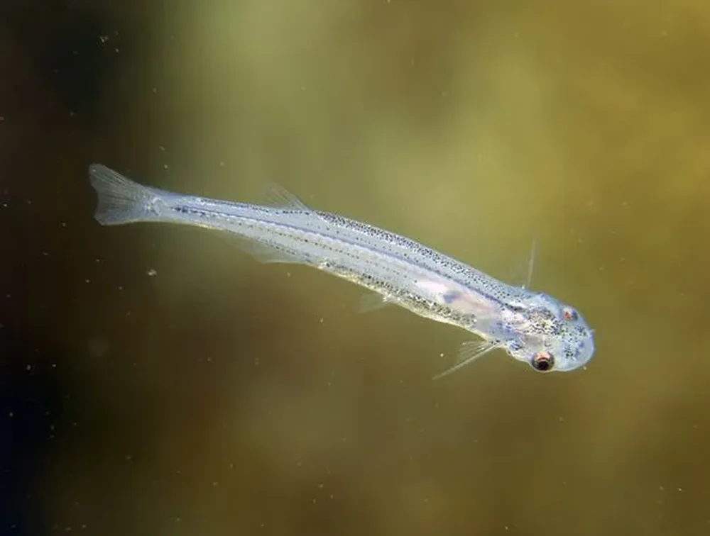 Candiru Según National Geographic, el Candiru es tal vez el ser más temido de las profundidades del agua dulce. Es un pez gato parásito que, aunque de pequeño tamaño, es temido porque suele alojarse en los orificios genitales de sus presas, para luego alimentarse de su sangre. Hombres y mujeres han sido víctimas de este pez en los últimos siglos.