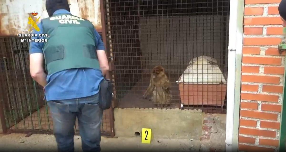 La Guradia Civil rescata dos monos.