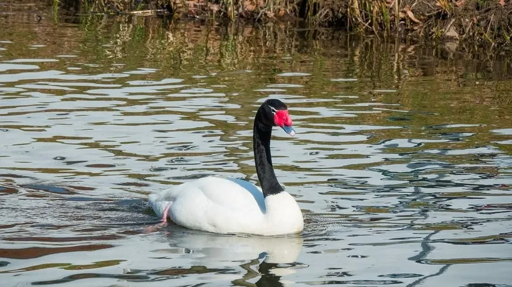 El cisne de cuello negro es la única ave en la que se registró la gripe aviar hasta ahora