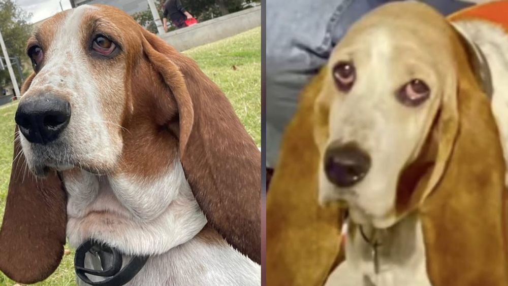 INBA requisó perrita maltratada