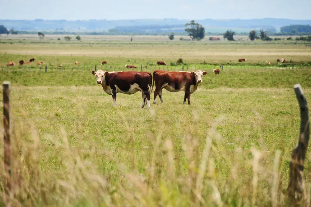 El Estado expropiará unas 2.000 hectáreas dedicadas a la ganadería ubicadas frente a El Palenque