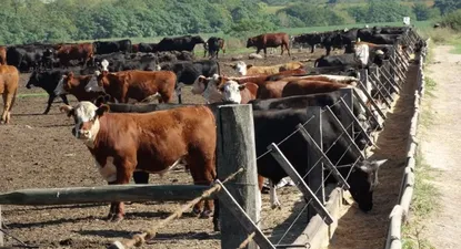 El Observador | 0000373896.webp