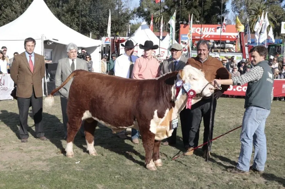 El Gran Campeón Polled Hereford de Las Anitas en el momento de ser coronado ayer en la Expo Prado
