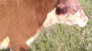Uno de los vacunos atacados por perros, próximo al basural de Melo.