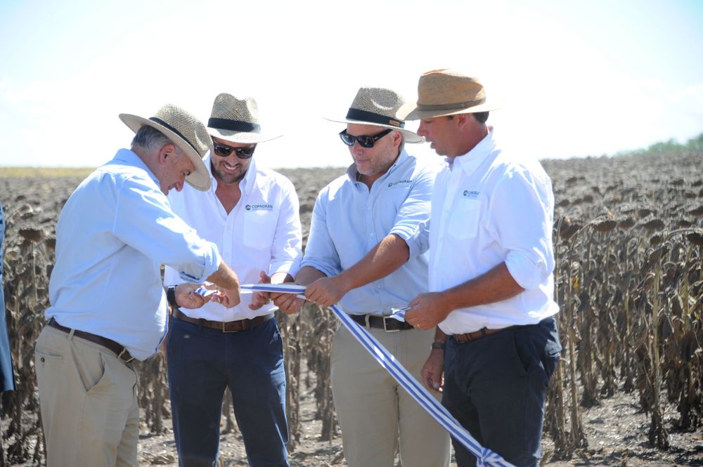 Inauguración de la cosecha de girasol.