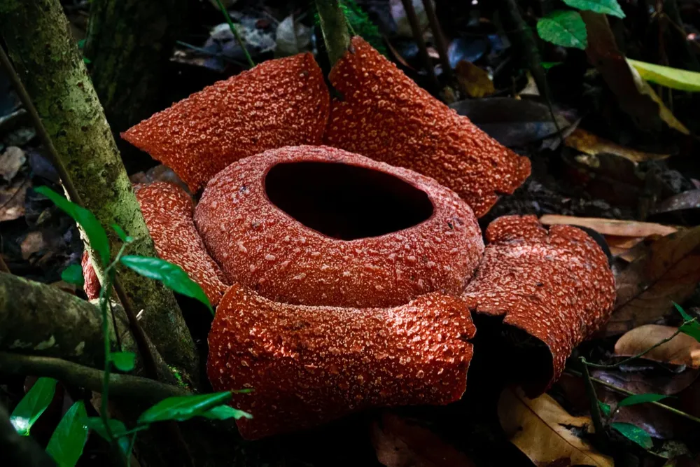 Algunas de estas especies de Rafflesia corren el riesgo de desaparecer antes incluso de que la ciencia las conozca.