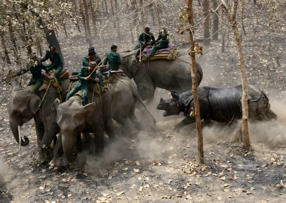 Un rinoceronte ataca a un equipo forestal de Nepal después de ser liberado en el Parque Nacional de Chitwan.