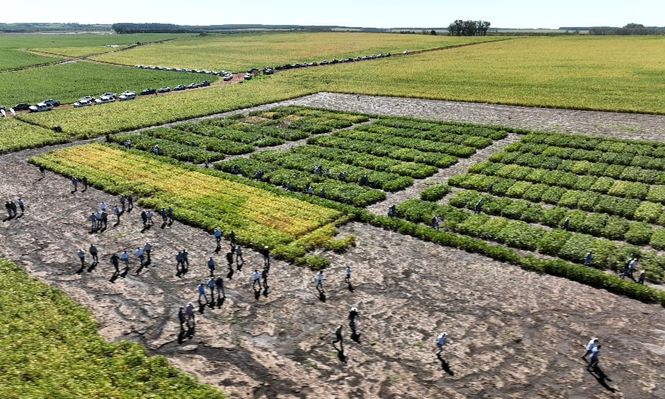 Cultivos de verano: jornada de actualización, en chacras con ensayos en Soriano.