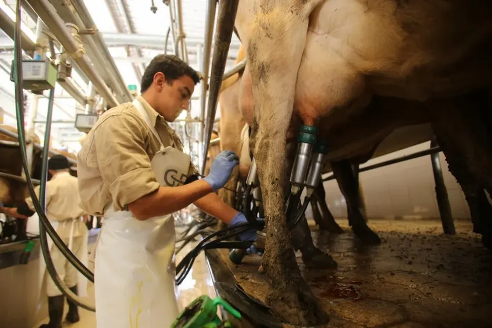 La producción de leche diaria mantiene nivel de 2014.