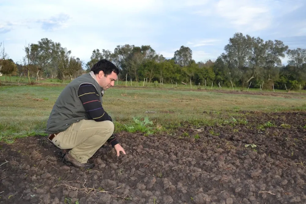 El agrónomo Federico Boschi en uno de los ensayos del Inase