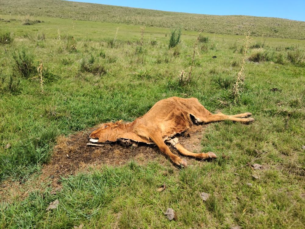 Vacas muertas en uno de los campos donde República Ganadera tiene ganado
