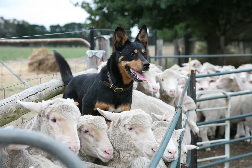 Un perro pastor de la raza Australian Kelpie