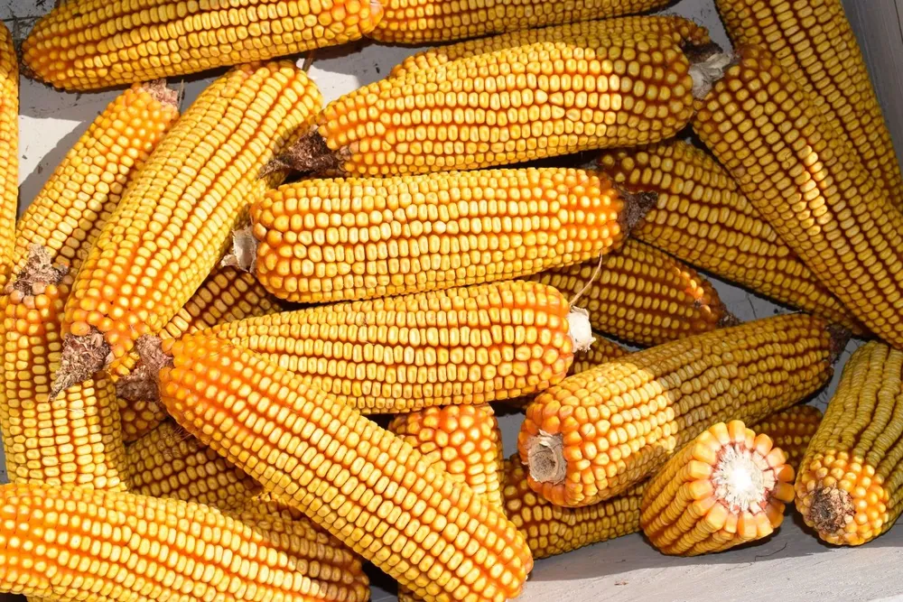 El área maicera viene aumentando en Uruguay.