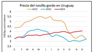 Novillos: el precio sigue en ascenso.