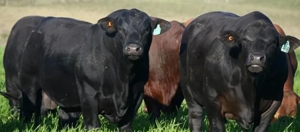 El remate se hará en la estancia El Coraje.