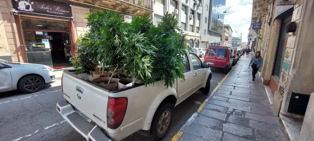 Plantas de marihuana incautadas