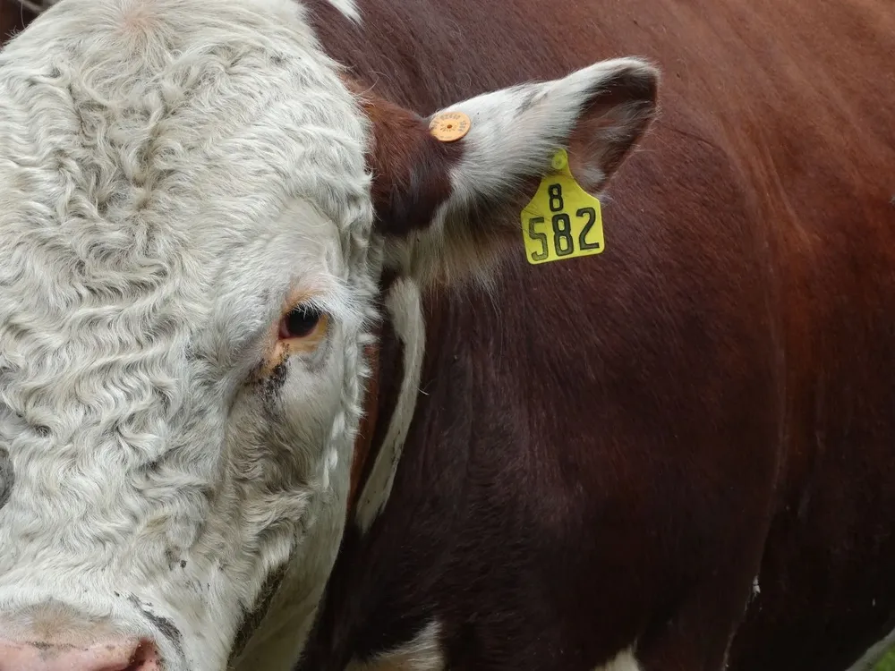 Toro con identificación para el sistema de trazabilidad,