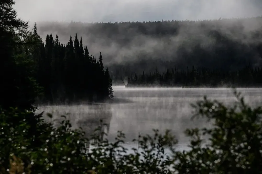 El bosque boreal, que se encuentra principalmente en Siberia, el norte de Canadá y Alaska, es el área silvestre más grande del mundo