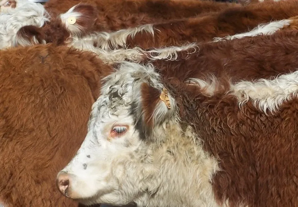 El MGAP hará test de resistencia gratuitos.