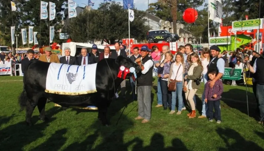 El Gran Campeón Angus de la Expo Prado 2014 expuesto por El Yunque