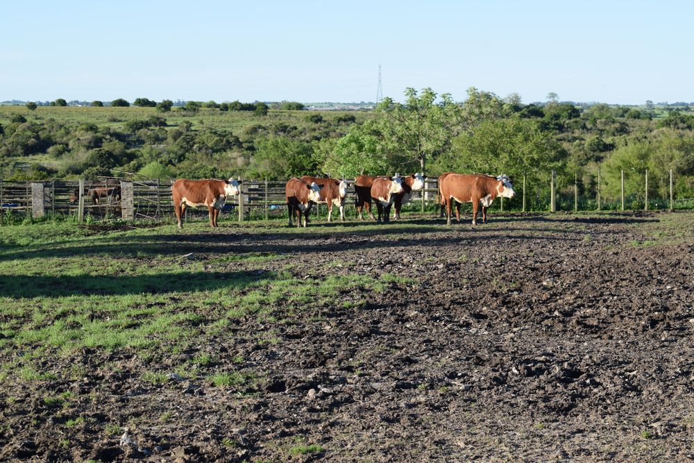 Ganadería: habitual en un otoño con muchas lluvias, campos embarrados.