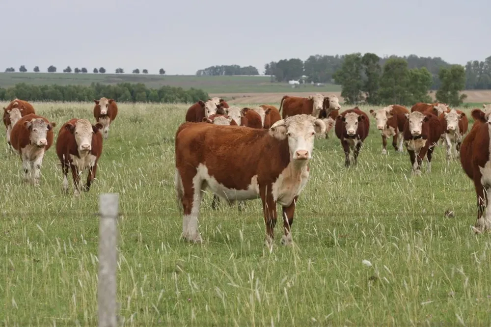 La oferta de ganado se redujo bastante.
