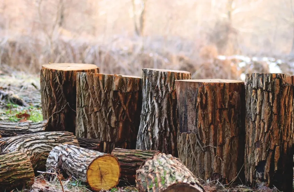 Este vínculo es el núcleo de la queja formal que presentó Survival International contra Pasubio en el “Punto Nacional de Contacto” (PNC) de Italia para la OCDE, con el acuerdo y previa autorización de los ayoreo-totobiegosode contactados.