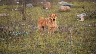 Perros sin un tenedor responsable: problemas para la gente y para la producción.