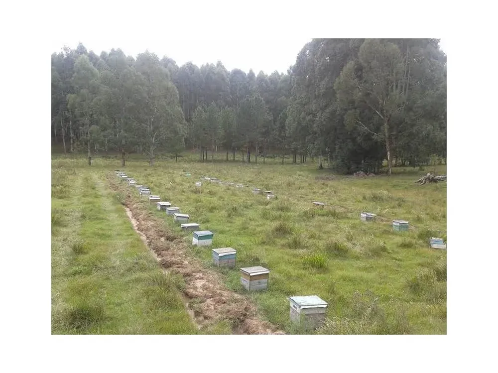Hay unas 20.000 colmenas en predios forestados en el norte de Uruguay.