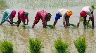 La agricultura es responsable de un 72% de las extracciones de agua a nivel global.