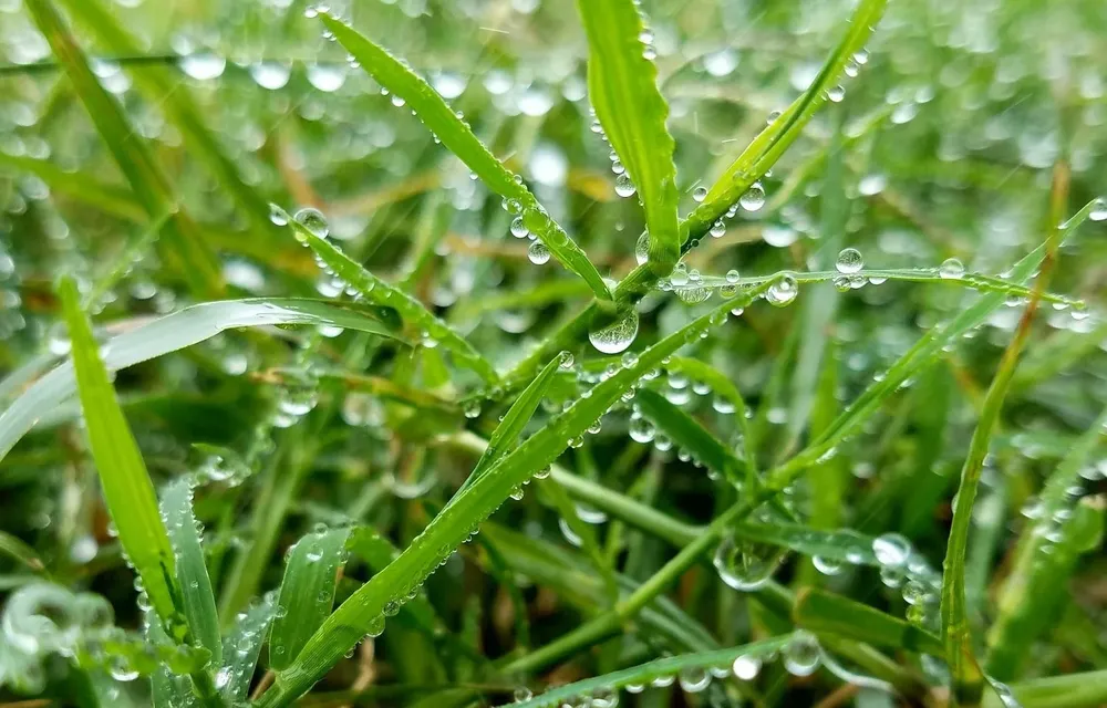 Lluvias en predios con pasturas para el ganado.