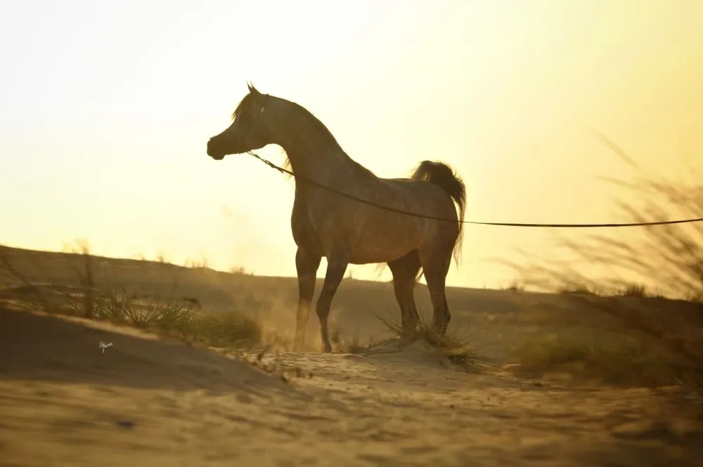 El remate se hará de forma virtual desde el escritorio Zambrano & Cía.