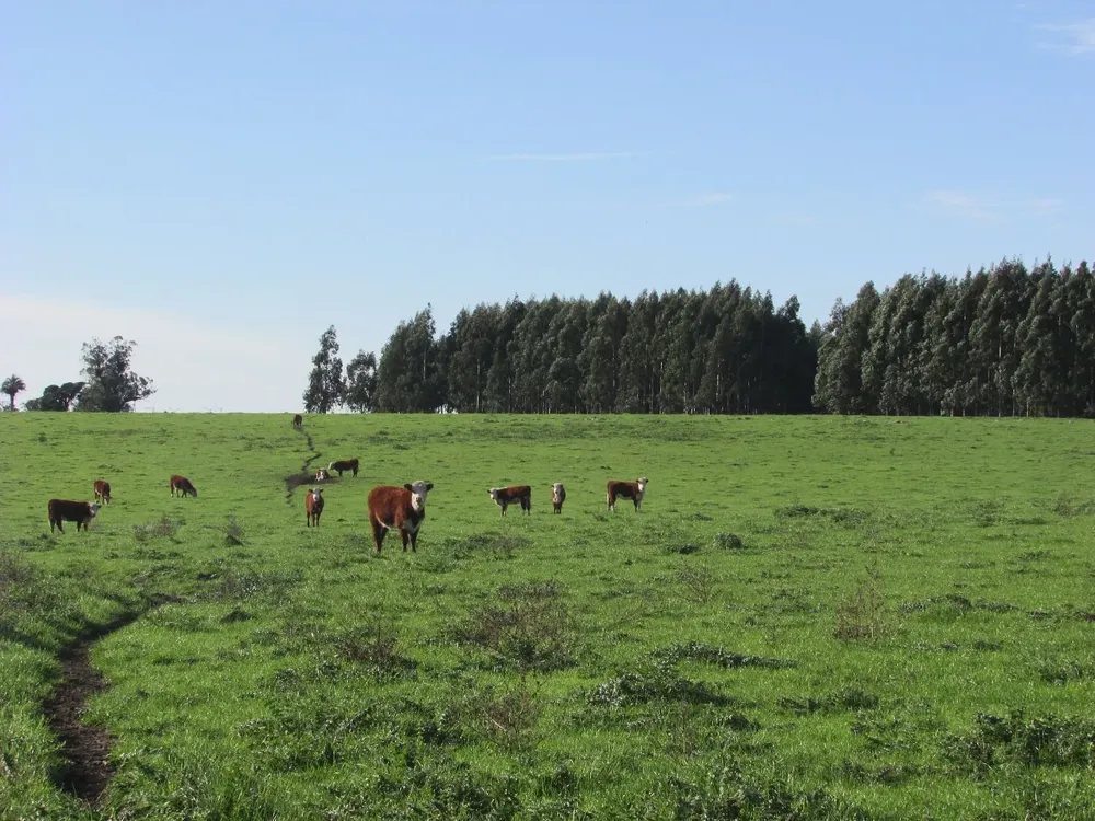 En 2020 se arrendó un 11% más de hectáreas que en 2019.