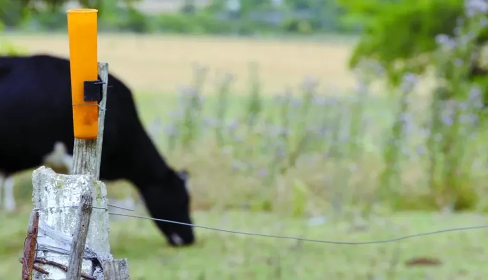 Los productores aguardan más lluvias para los próximos días