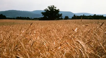 Los precios a futuro del trigo se vieron fortalecidos por el clima adverso
