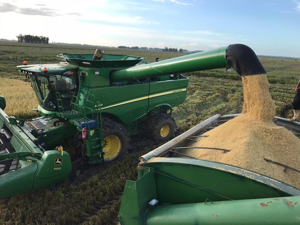 Arroz: cosecha en Treinta y Tres.