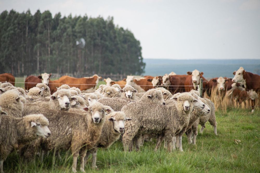 Sector agropecuario: sistema productivo mixto en Uruguay.