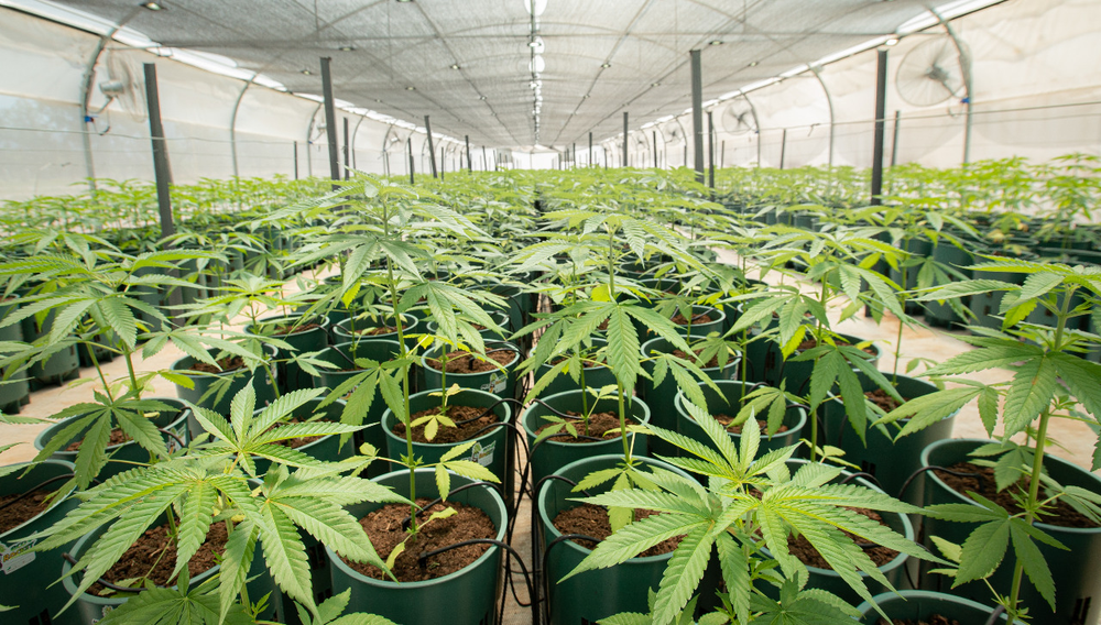 La provincia de Jujuy exporta por primera vez cannabis al exterior: llegarán a Alemania, Portugal y Australia