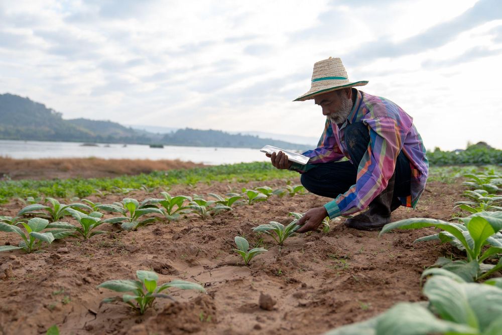 Algunos ensayos clínicos en curso evalúan si el tabaco puede servir para producir fármacos contra el VIH y el ébola.
