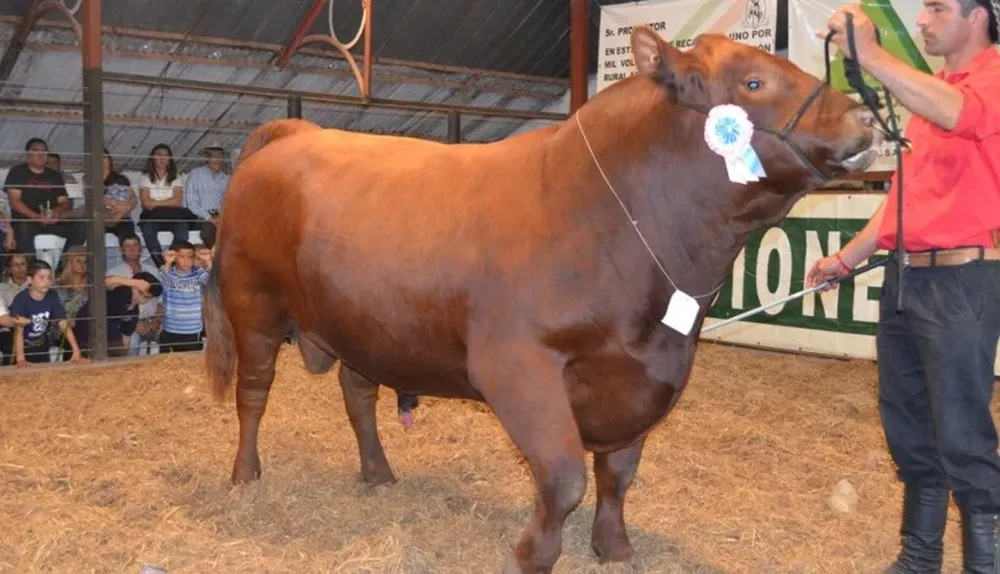 Los toros Angus PI promediaron US$ 3.225