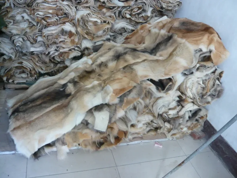 Una de las imágenes publicadas por la ONG que muestra el cuero de perro a medio procesar