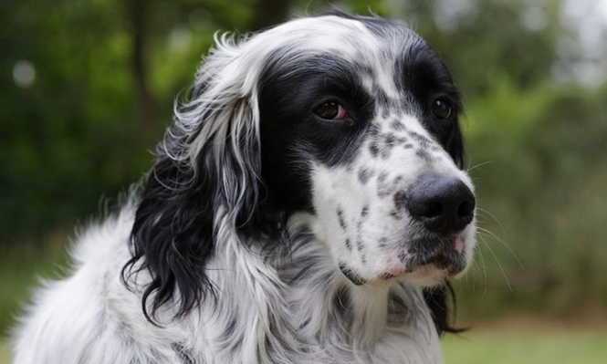 Los españoles prefieren los perros pequeños como mascotas, pero en el último año crecieron las razas algo más grandes