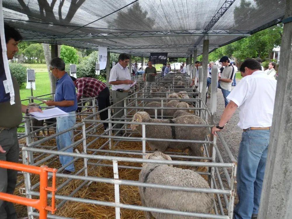 Los productores del Crilu revisando los nuevos carneros
