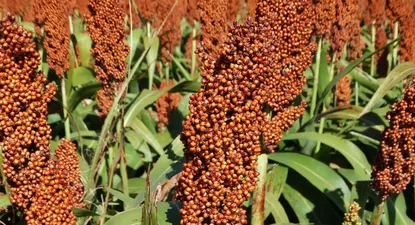 Sorgo, cultivo que ocupa área agrícola en verano, coincidiendo con la zafra de soja, maíz y girasol.