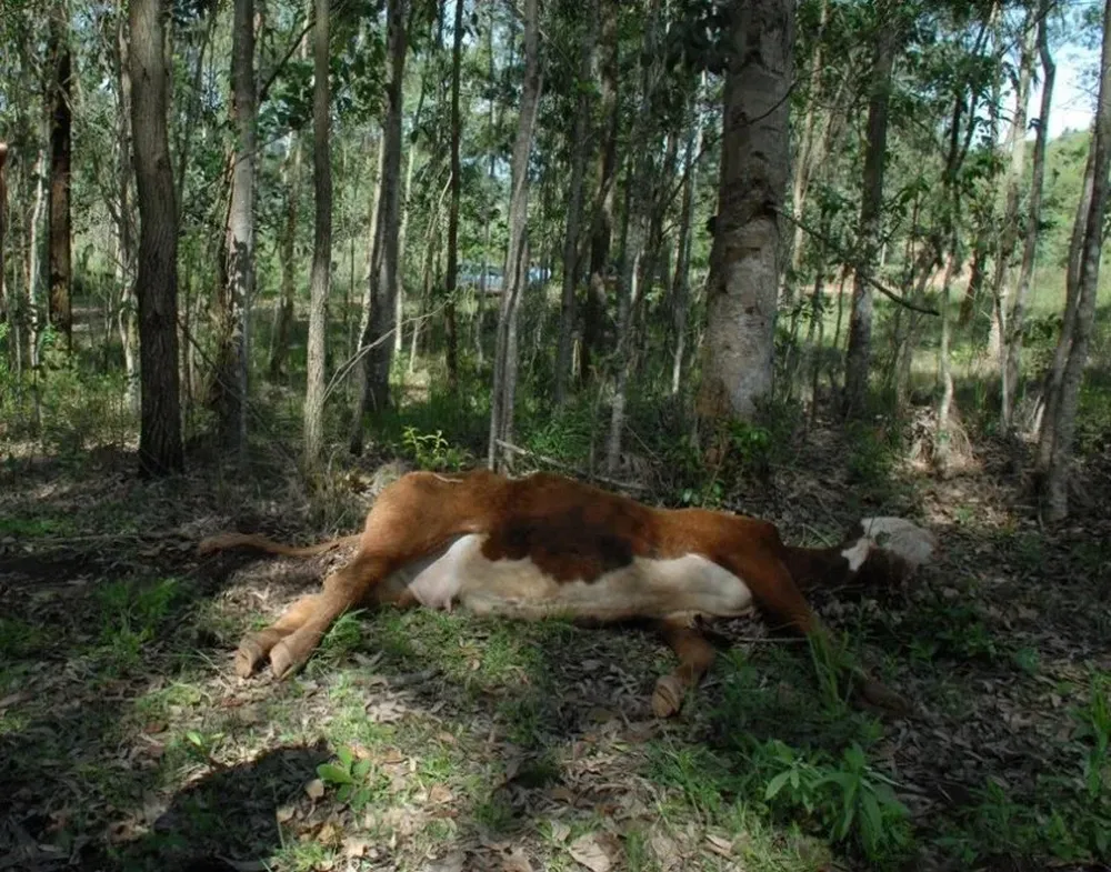 En el 2007 y 2008 se registraron casos en predios ganaderos de Rivera